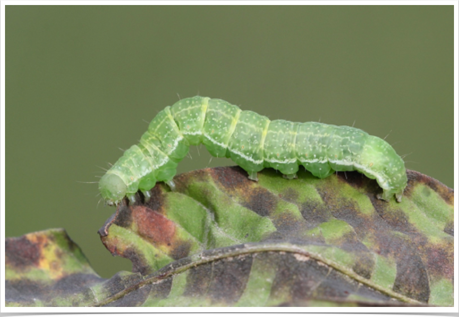 Anomis erosa
Yellow Scallop Moth
Monroe County, Alabama Anomis erosa
Yellow Scallop Moth
Monroe County, Alabama